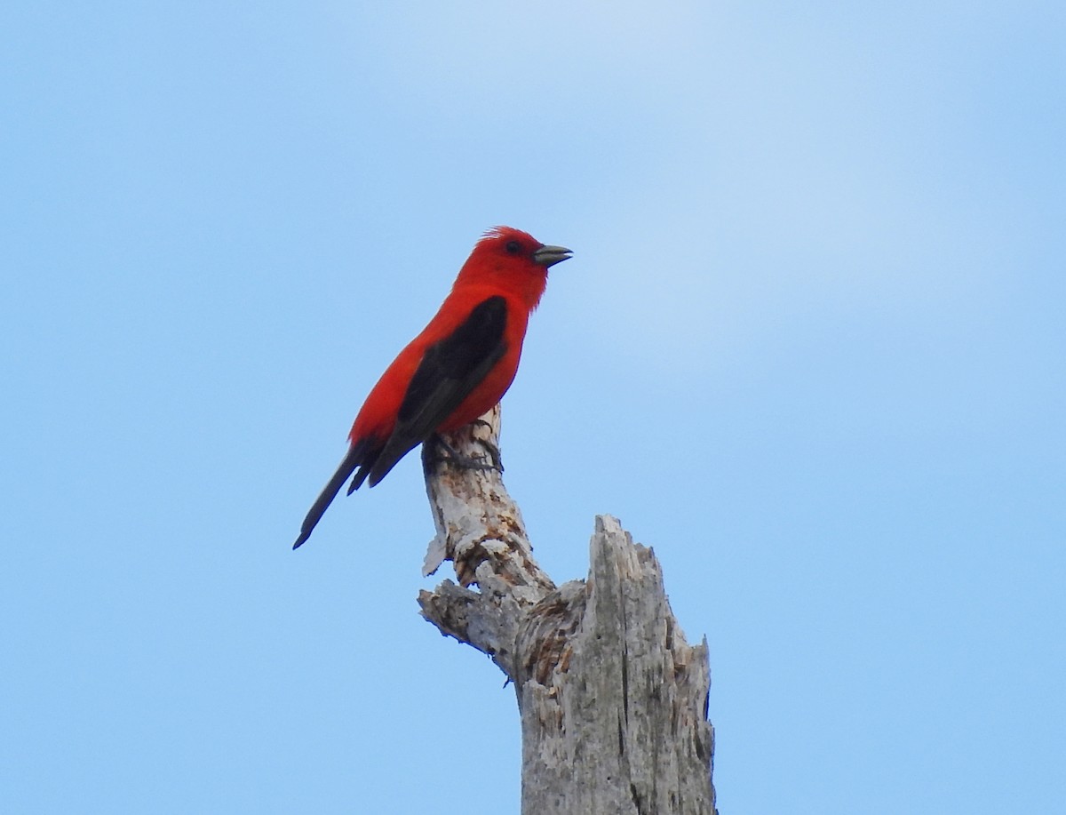 Scarlet Tanager - ML620285720