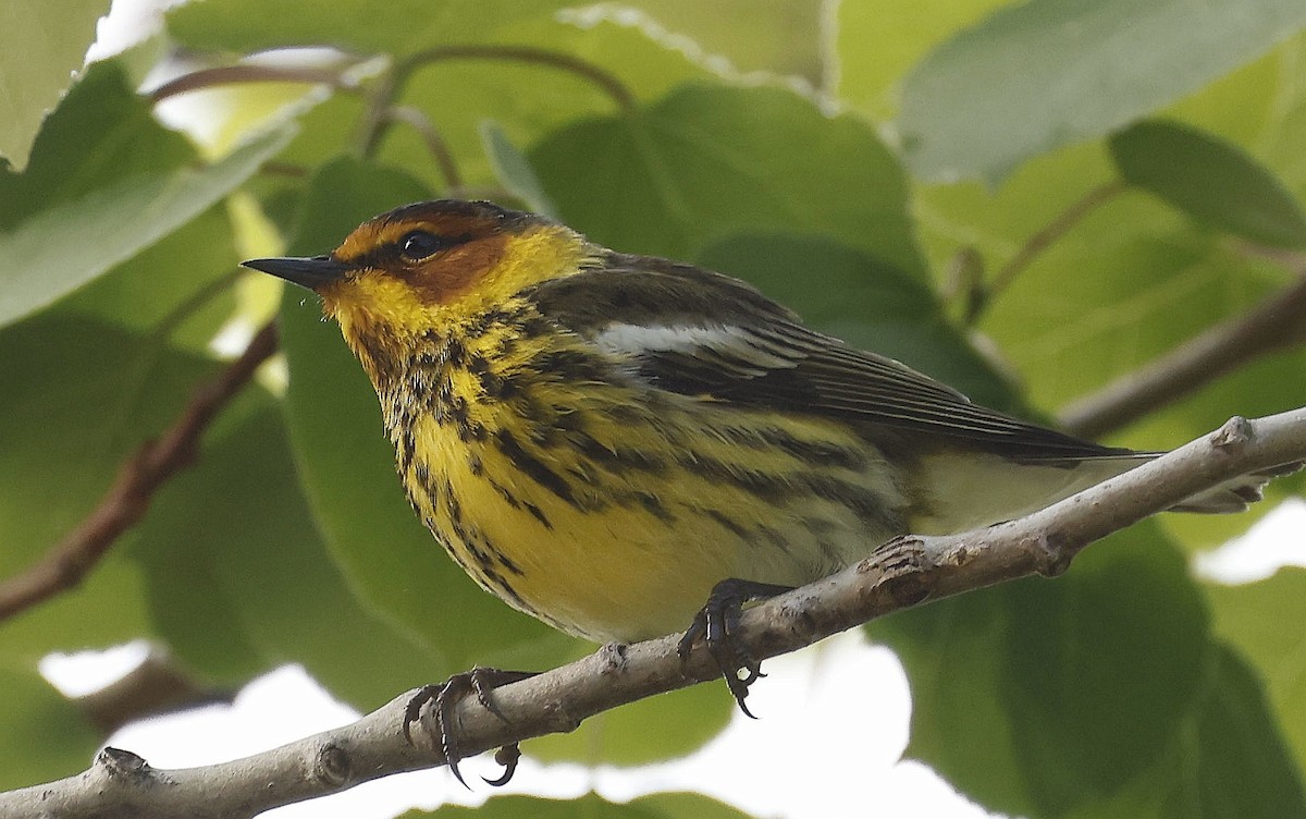 Cape May Warbler - ML620285726