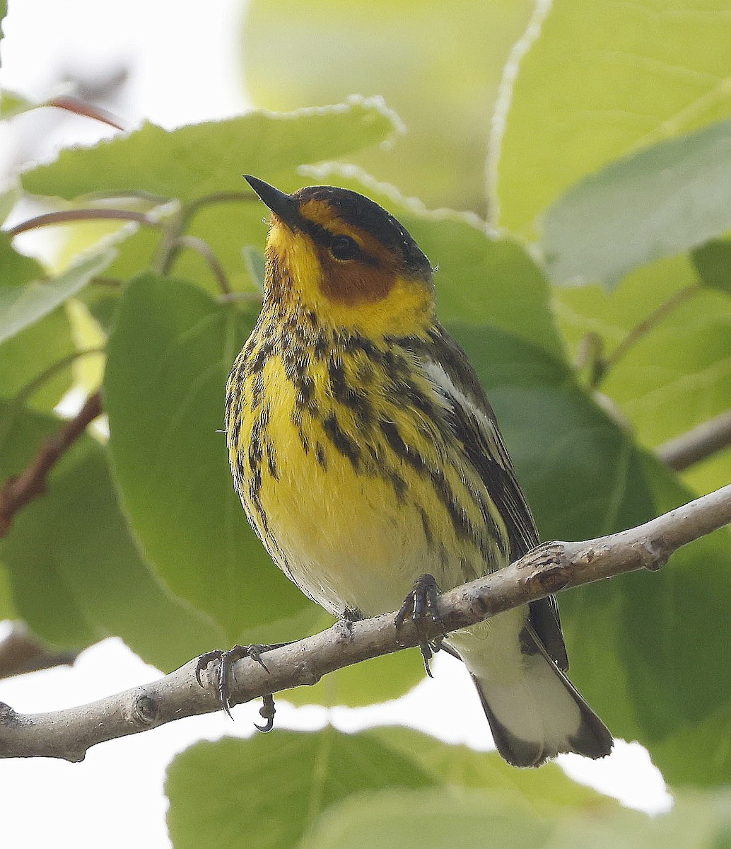 Cape May Warbler - ML620285727