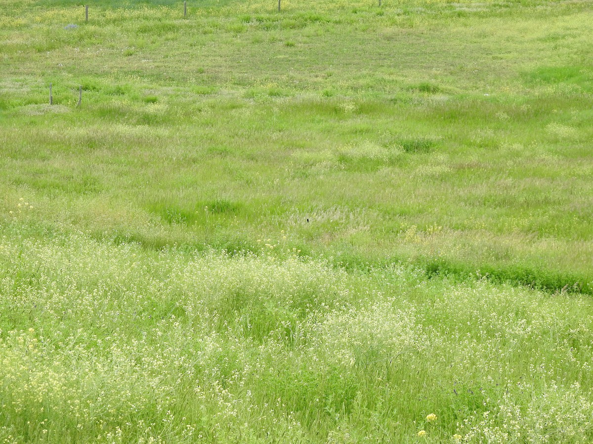 bobolink americký - ML620285730