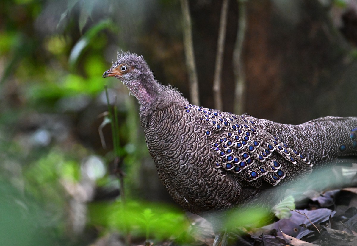 Gray Peacock-Pheasant - ML620285731
