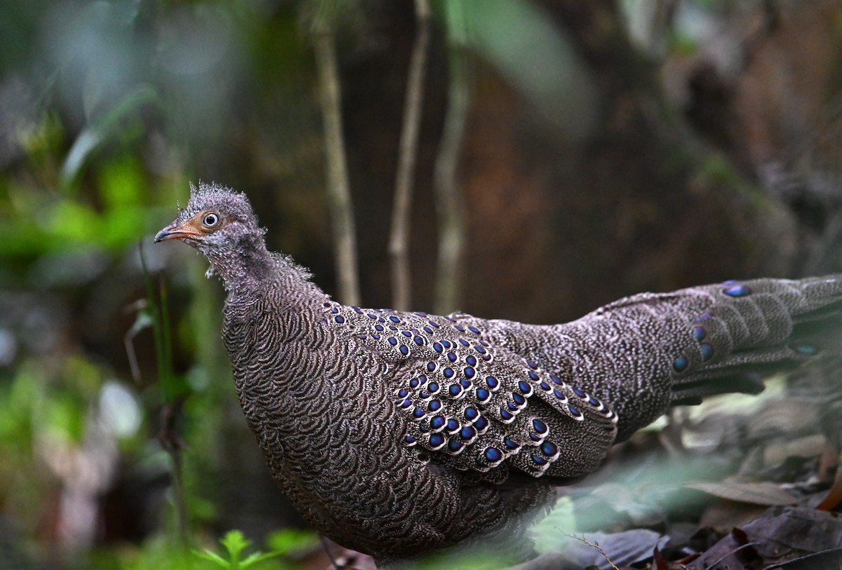 Gray Peacock-Pheasant - ML620285733