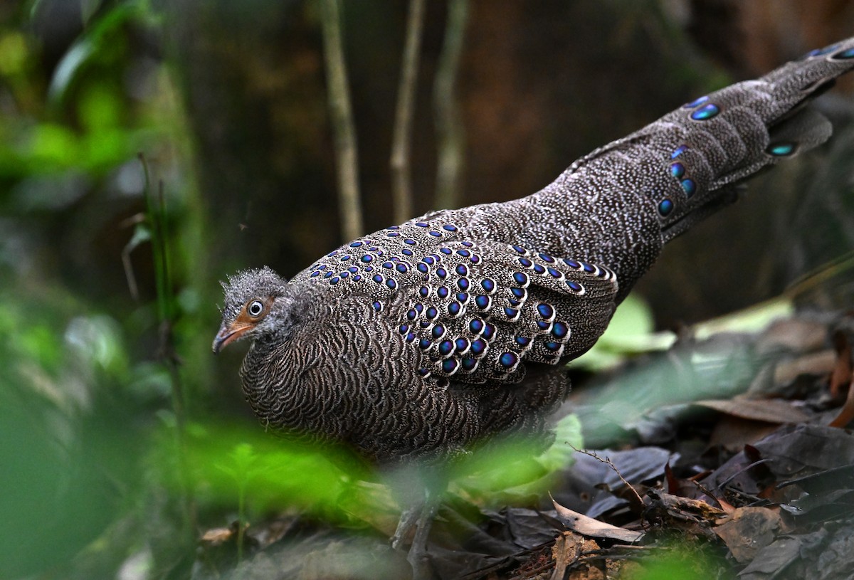 Gray Peacock-Pheasant - ML620285734