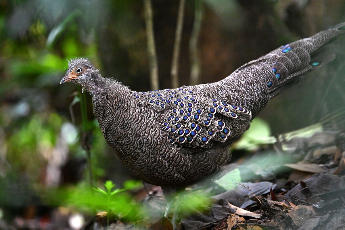 Gray Peacock-Pheasant - ML620285735