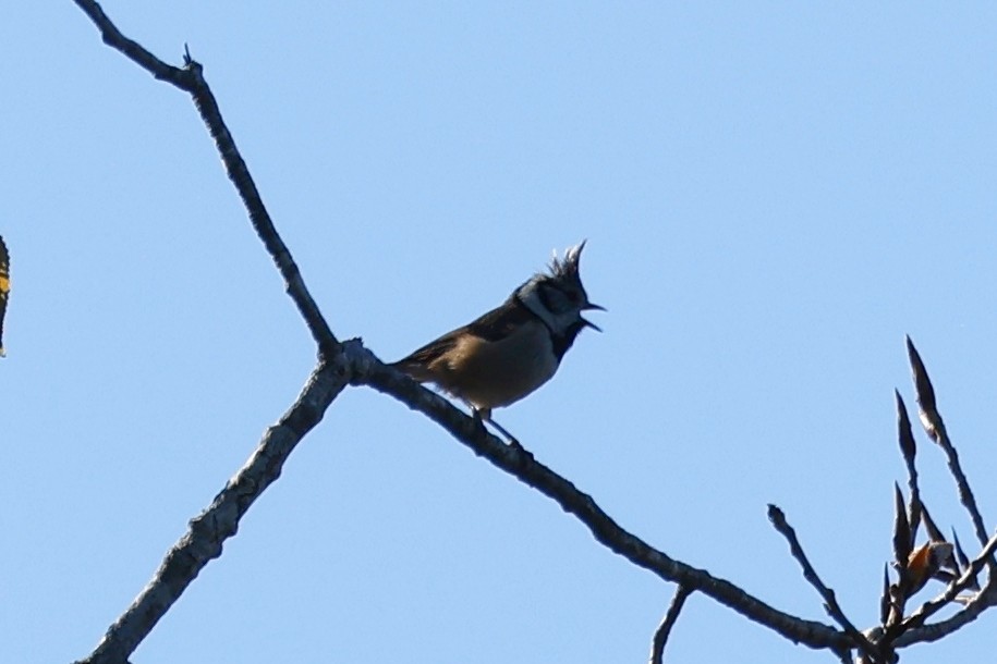Crested Tit - ML620285738