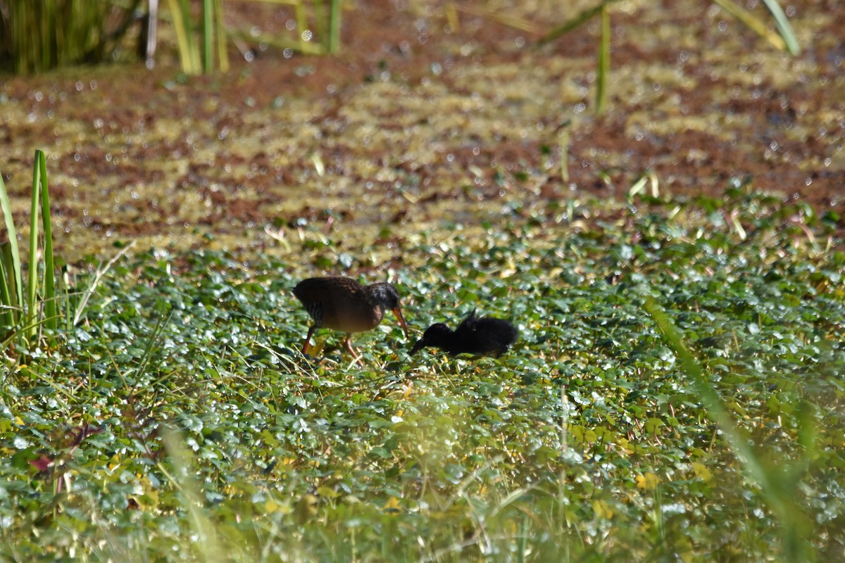 Virginia Rail - ML620285739