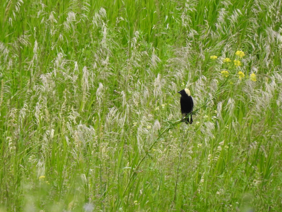 bobolink americký - ML620285740