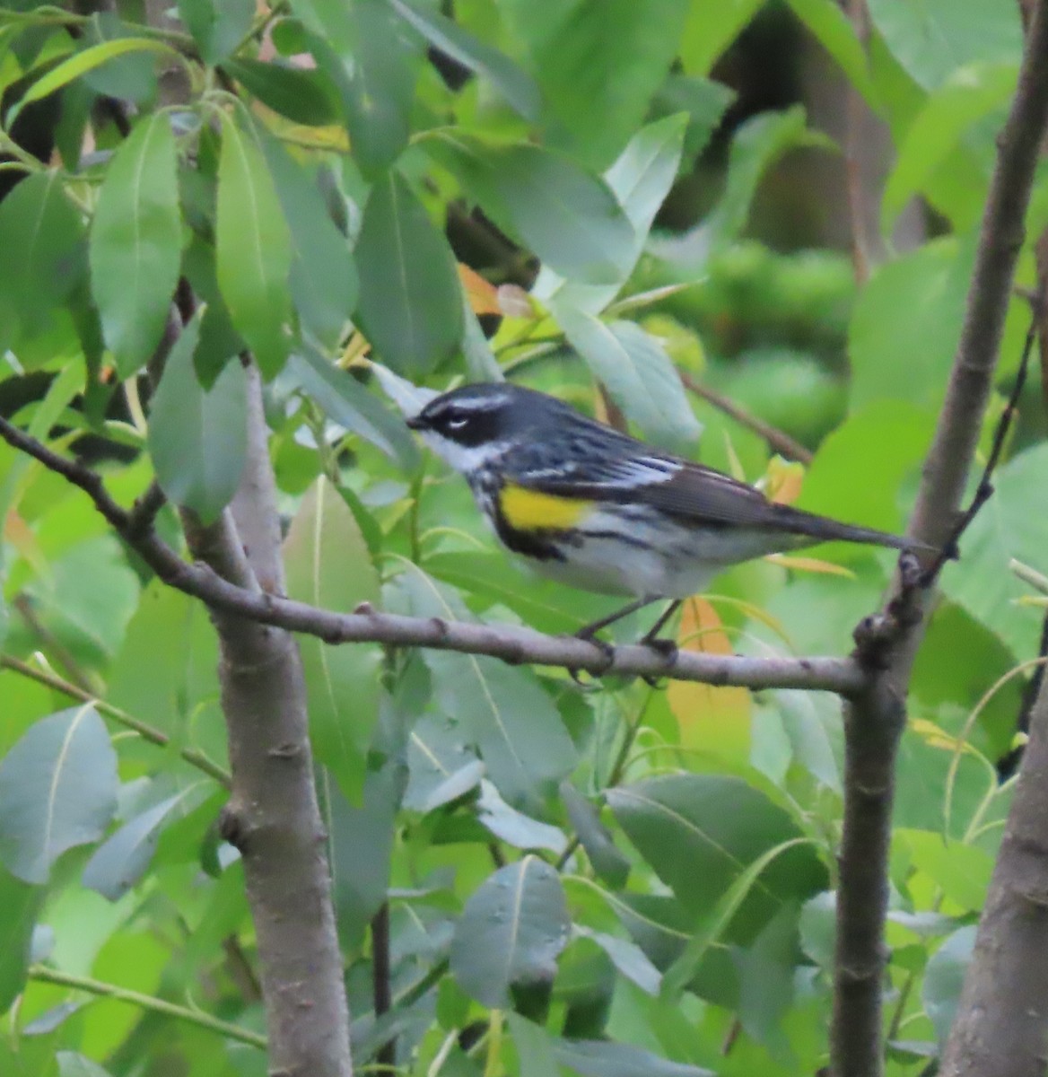 Пісняр-лісовик жовтогузий (підвид coronata) - ML620285741