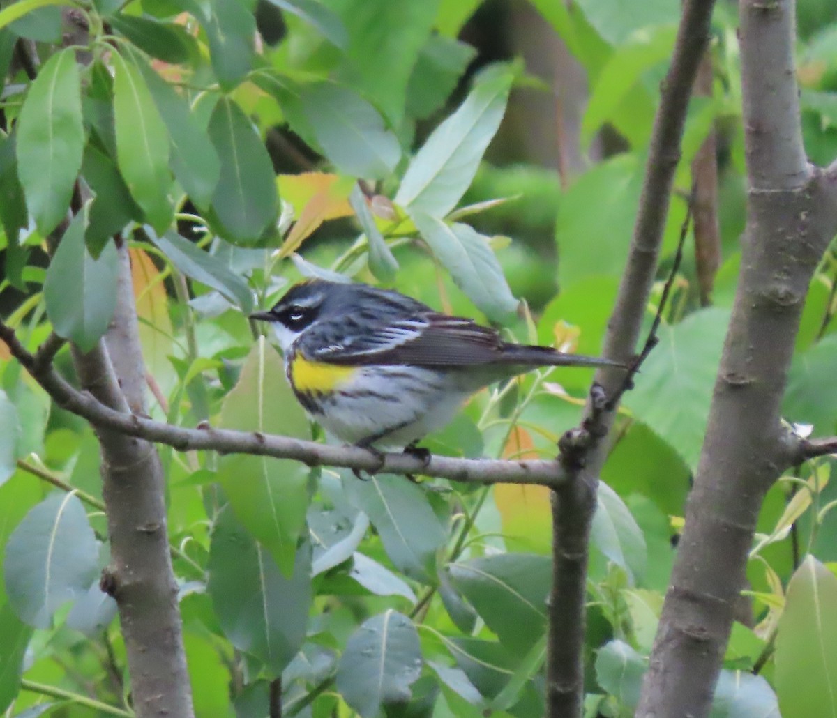 Yellow-rumped Warbler (Myrtle) - ML620285742