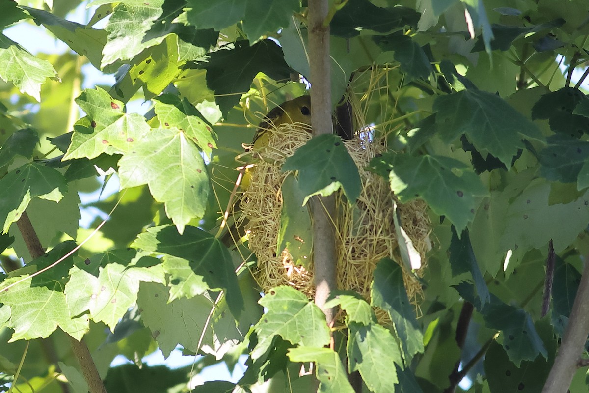 Orchard Oriole - ML620285745