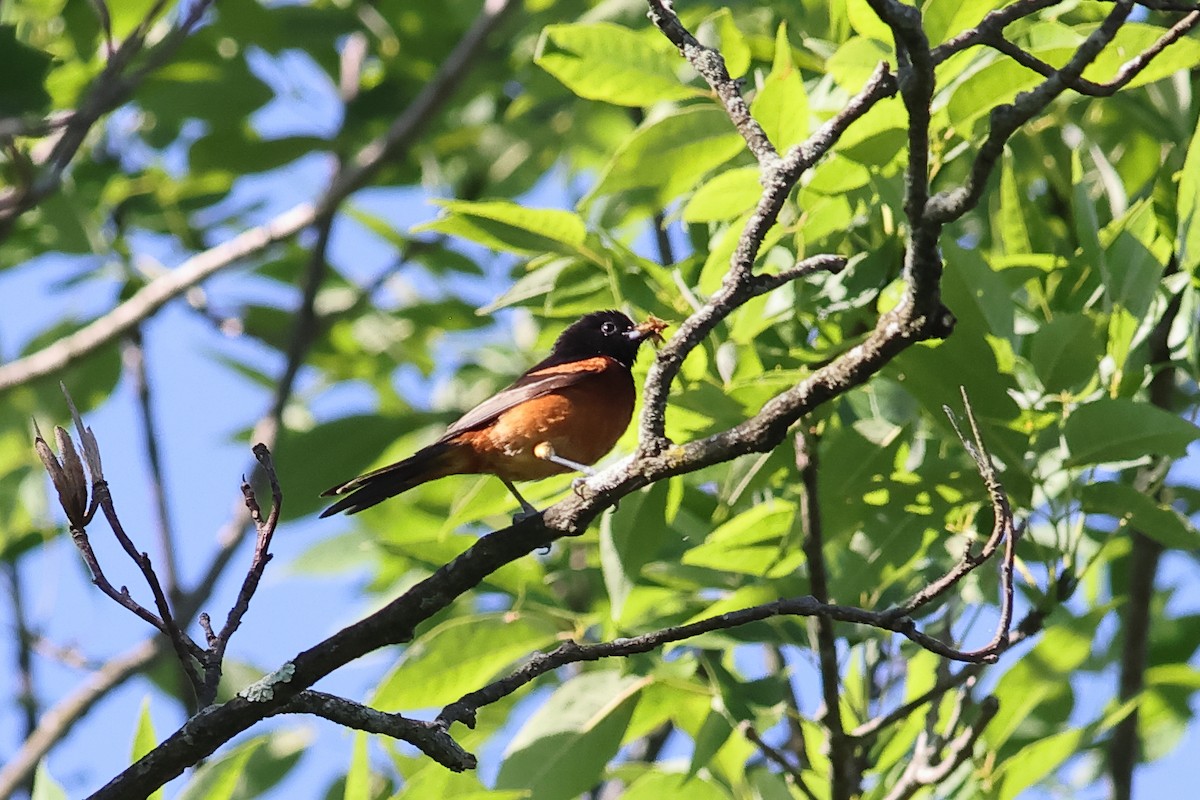 Orchard Oriole - ML620285747