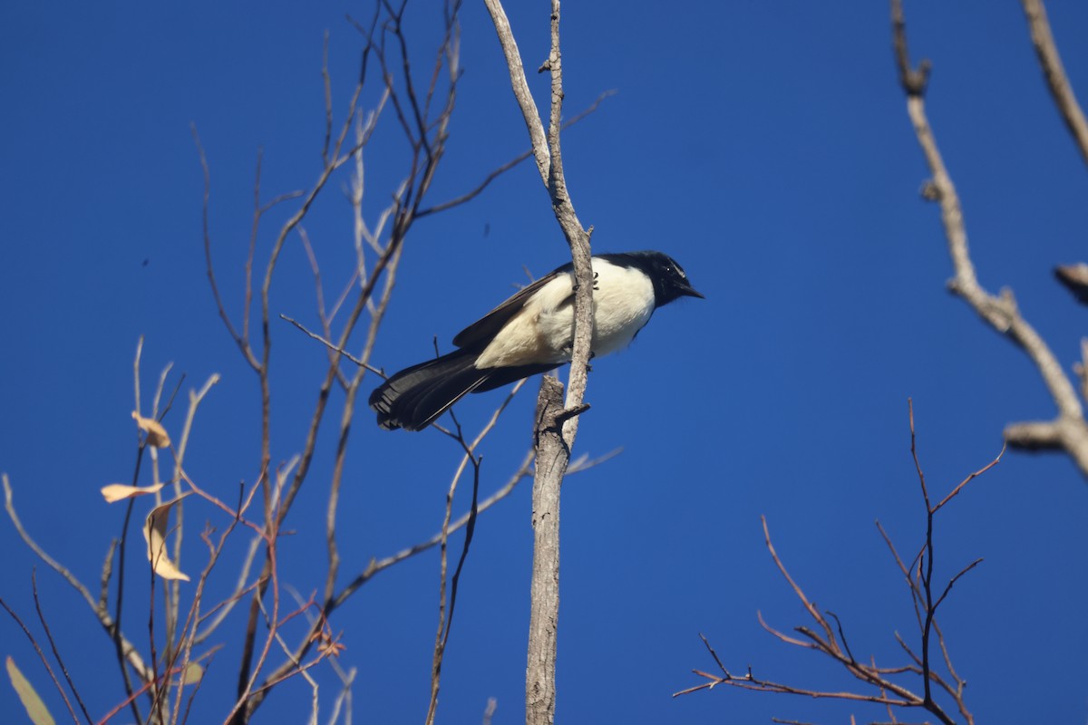 Willie-wagtail - ML620285751