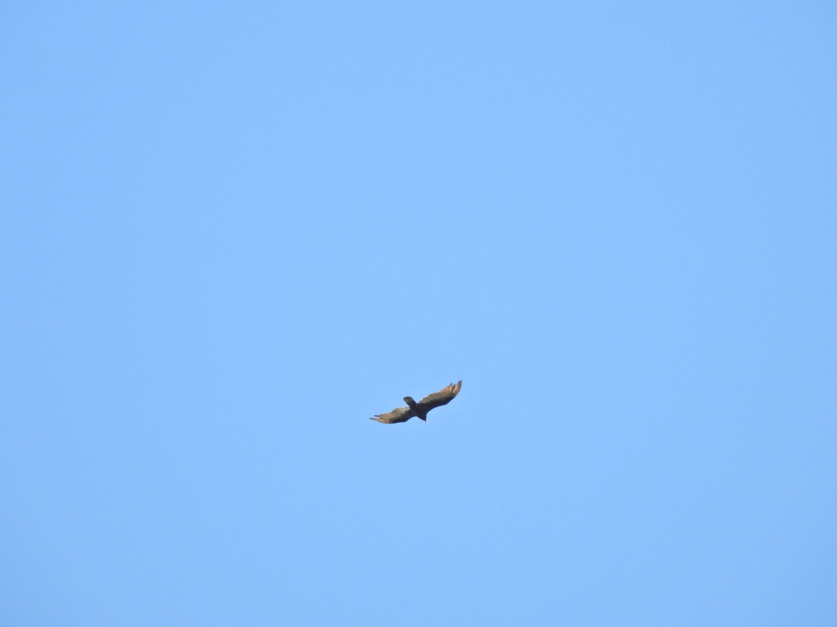 Turkey Vulture - ML620285753