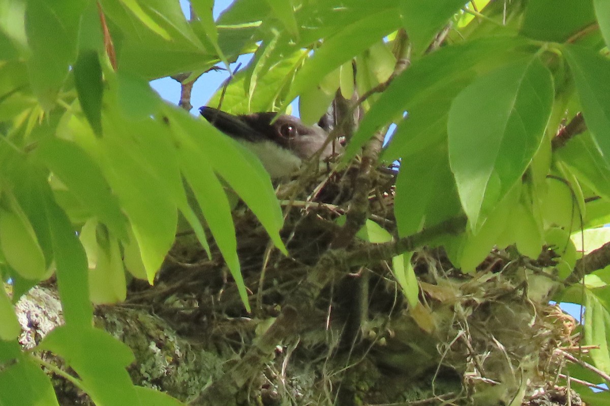 Eastern Kingbird - ML620285759