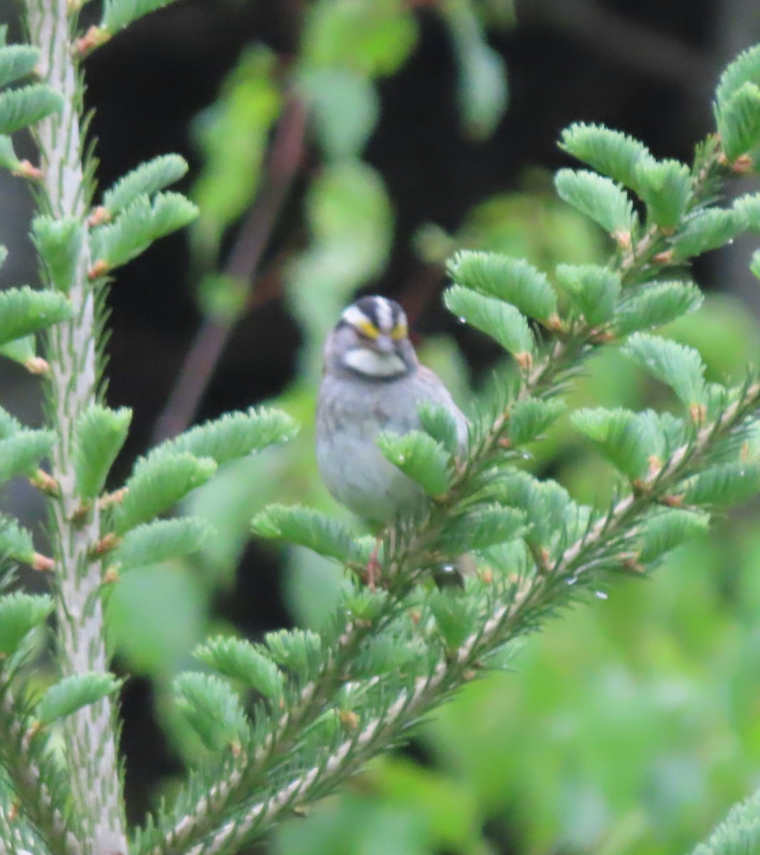 White-throated Sparrow - ML620285760