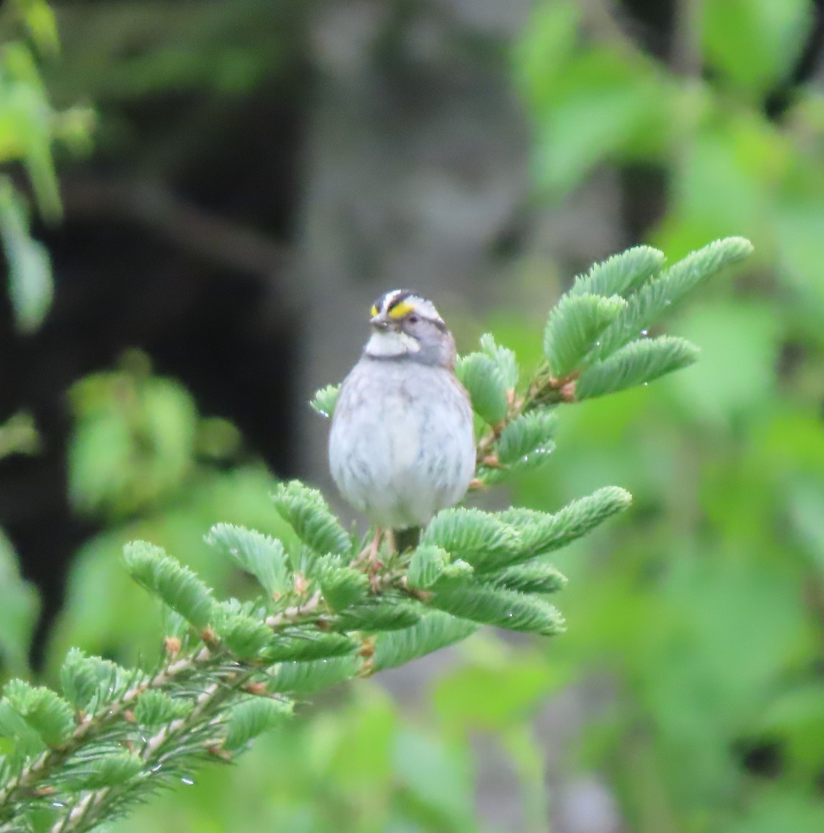 White-throated Sparrow - ML620285761
