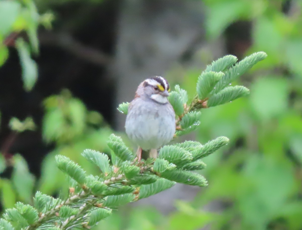 White-throated Sparrow - ML620285762
