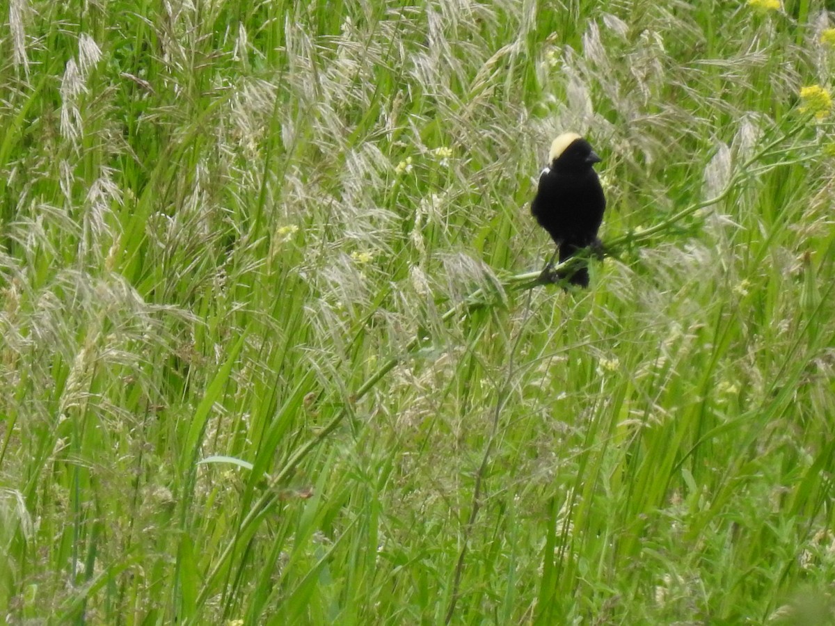 bobolink americký - ML620285763