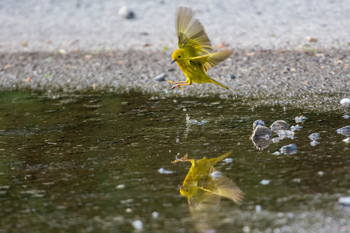 Yellow Warbler - ML620285767