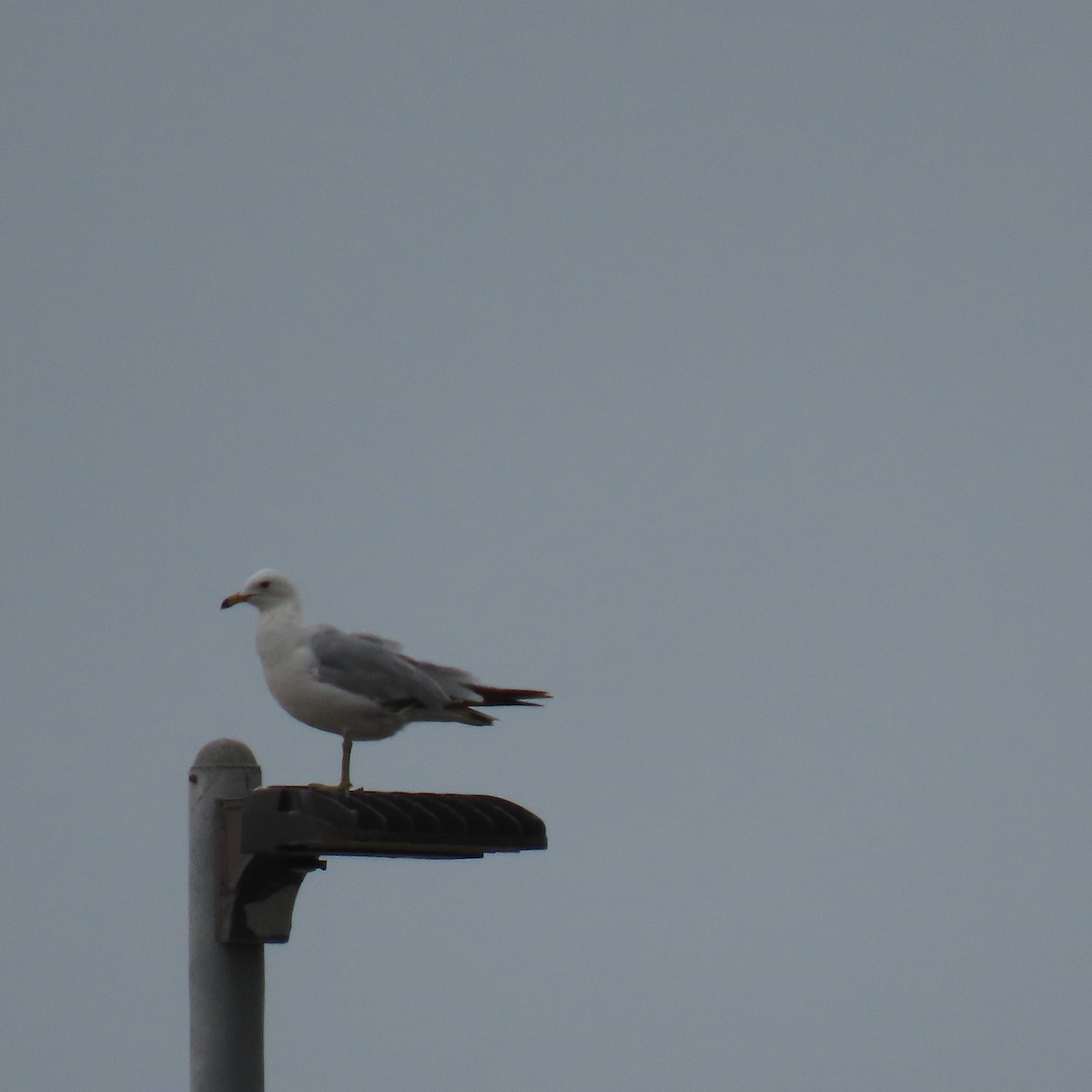 Gaviota Californiana - ML620285776