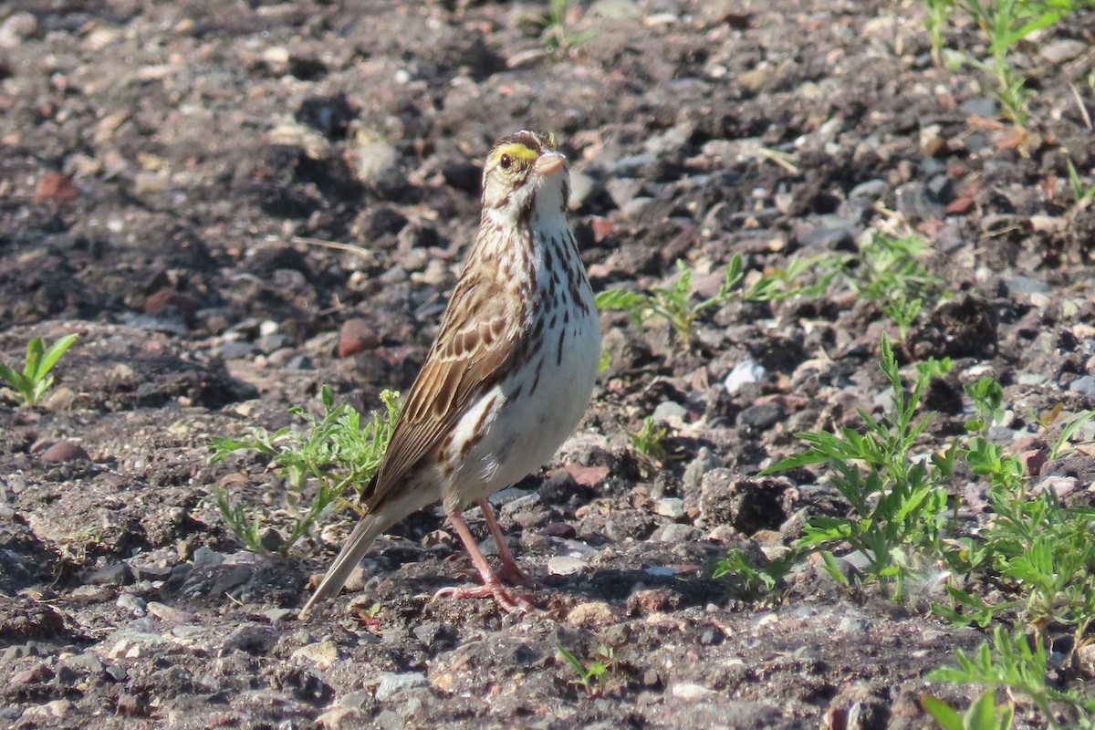 Savannah Sparrow - ML620285779