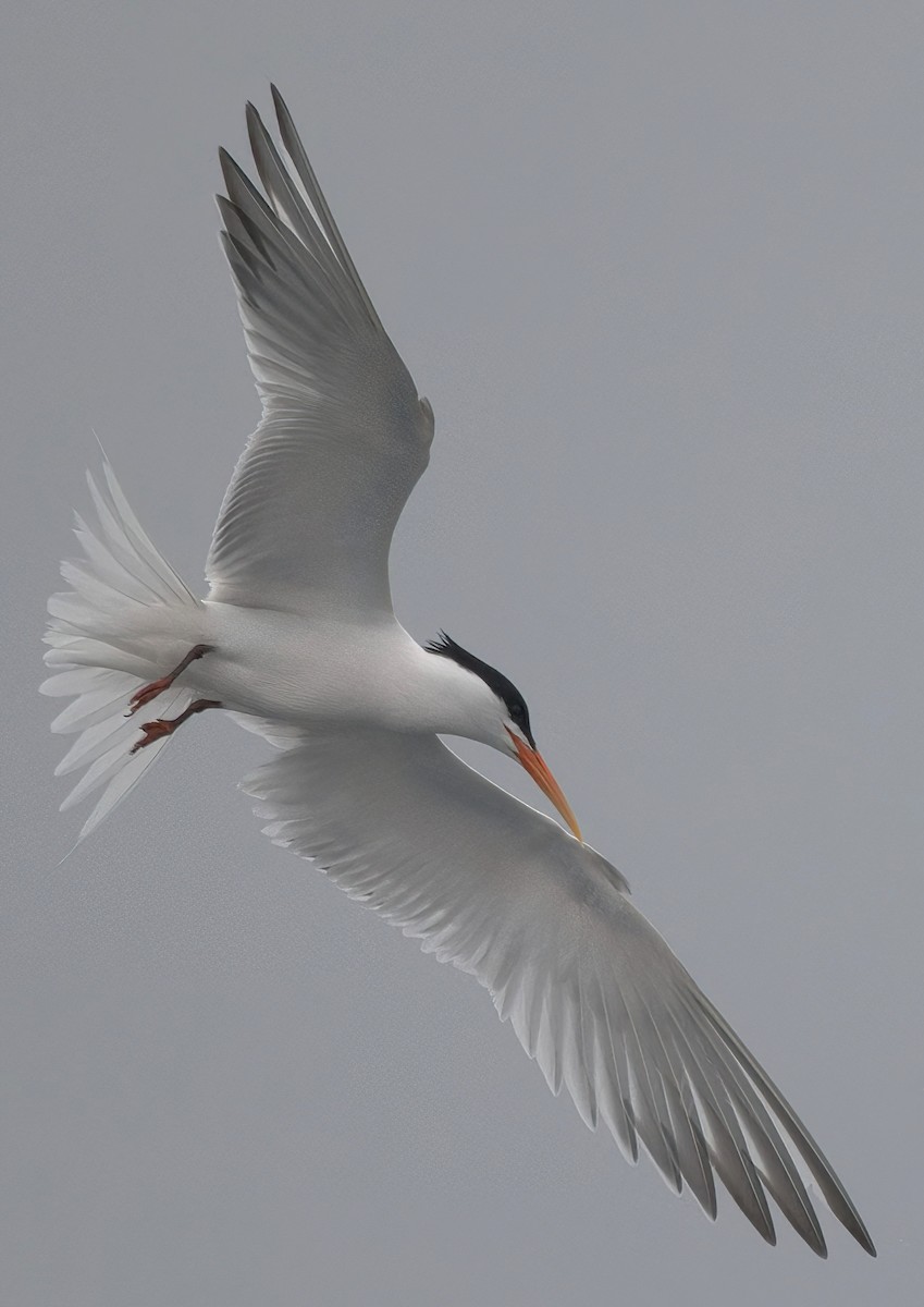 Elegant Tern - ML620285790