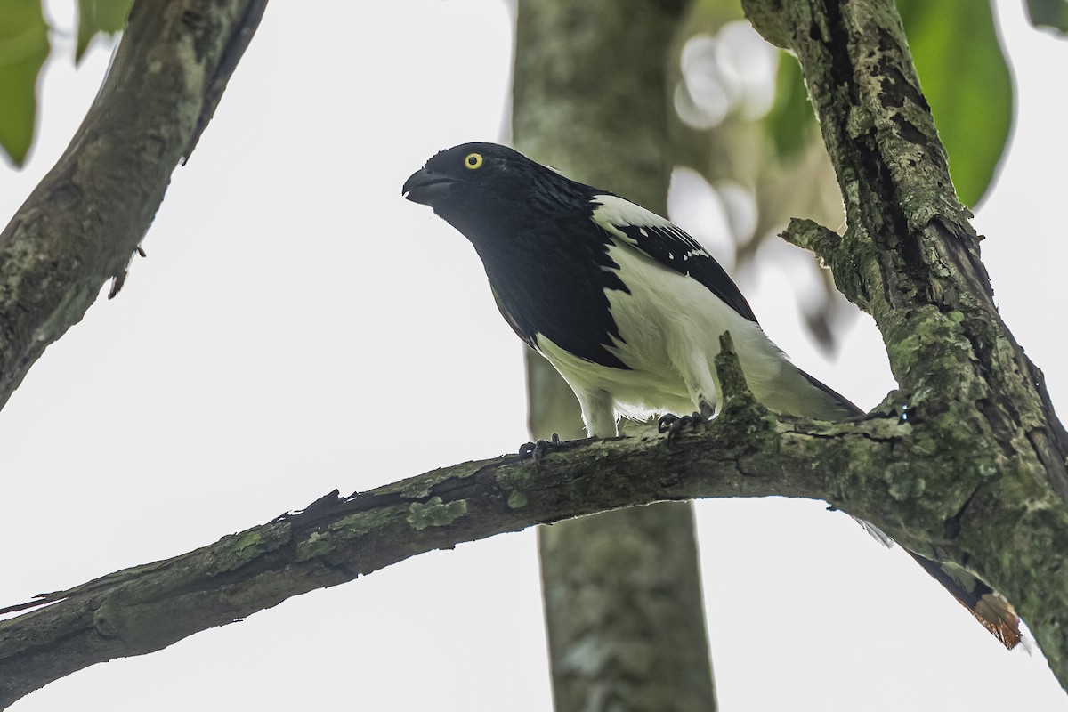 Magpie Tanager - ML620285792