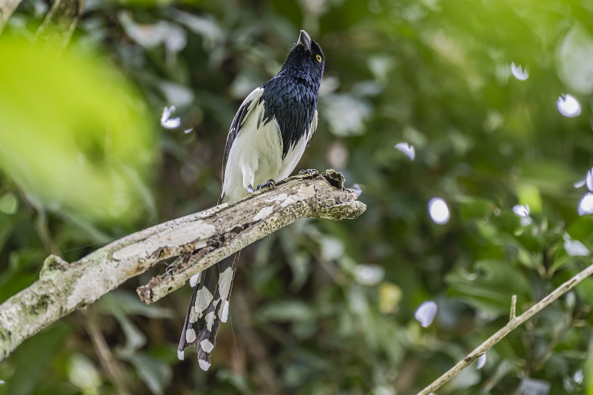 Magpie Tanager - ML620285794