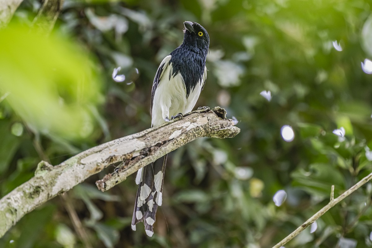 Magpie Tanager - ML620285796