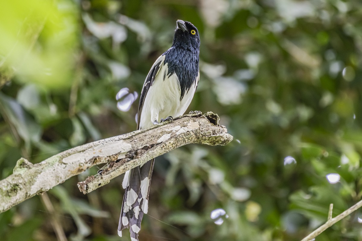 Magpie Tanager - ML620285798