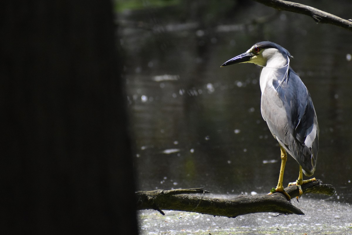 Black-crowned Night Heron - ML620285809