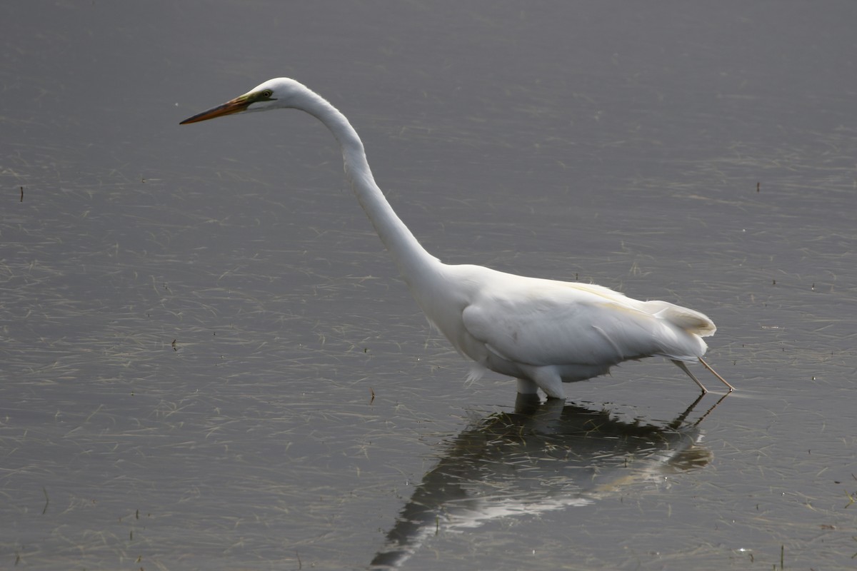 Great Egret - Mike "mlovest" Miller