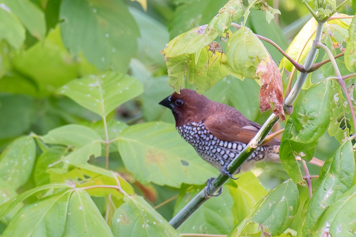 Scaly-breasted Munia - ML620285816