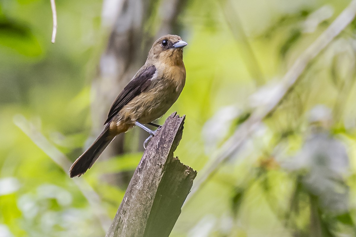 Black-goggled Tanager - ML620285821