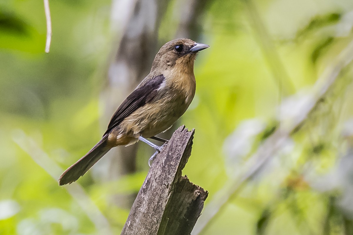 Black-goggled Tanager - ML620285822