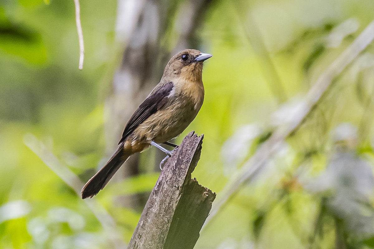 Black-goggled Tanager - ML620285823