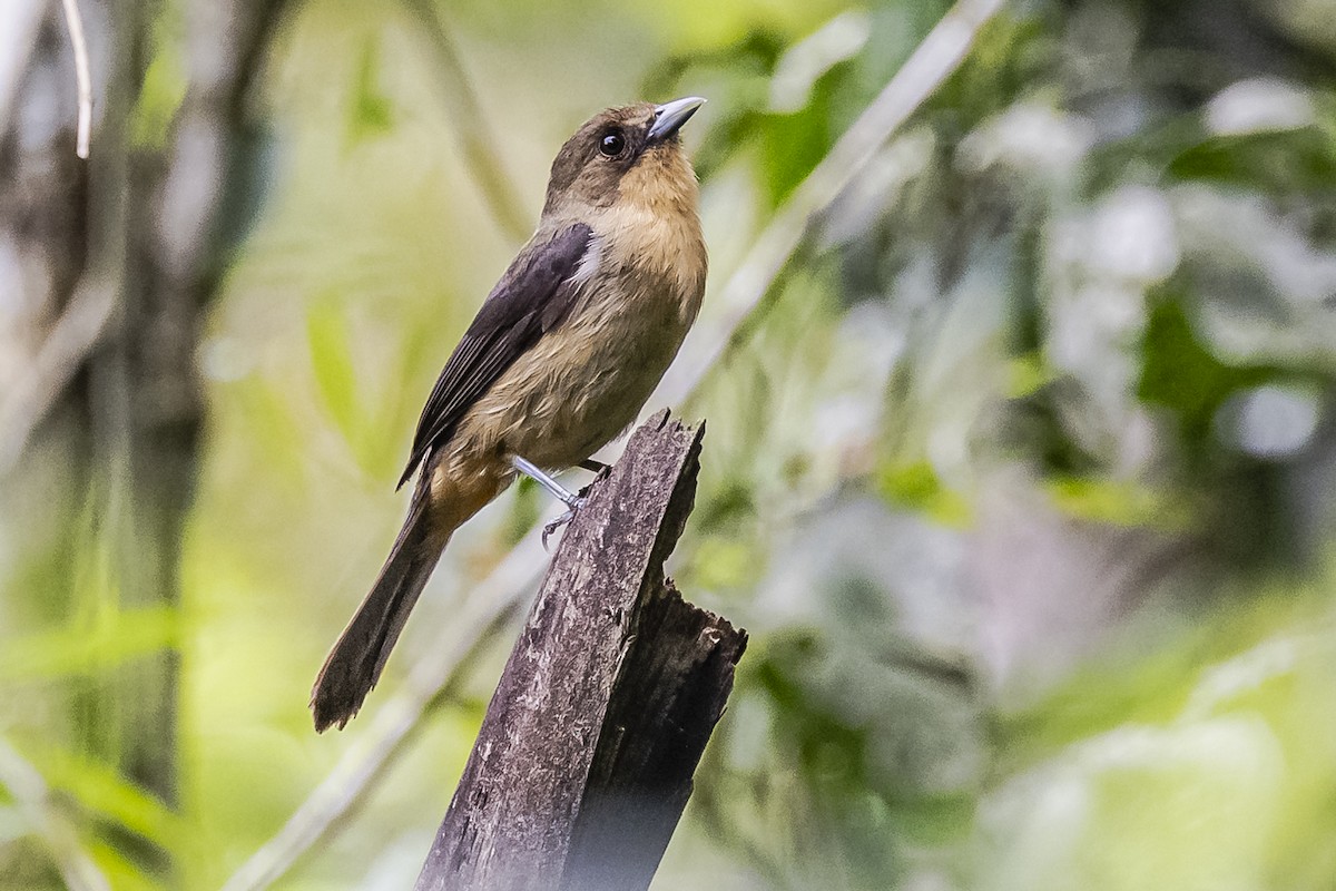 Black-goggled Tanager - ML620285825