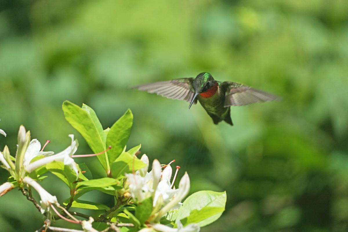 Ruby-throated Hummingbird - ML620285834