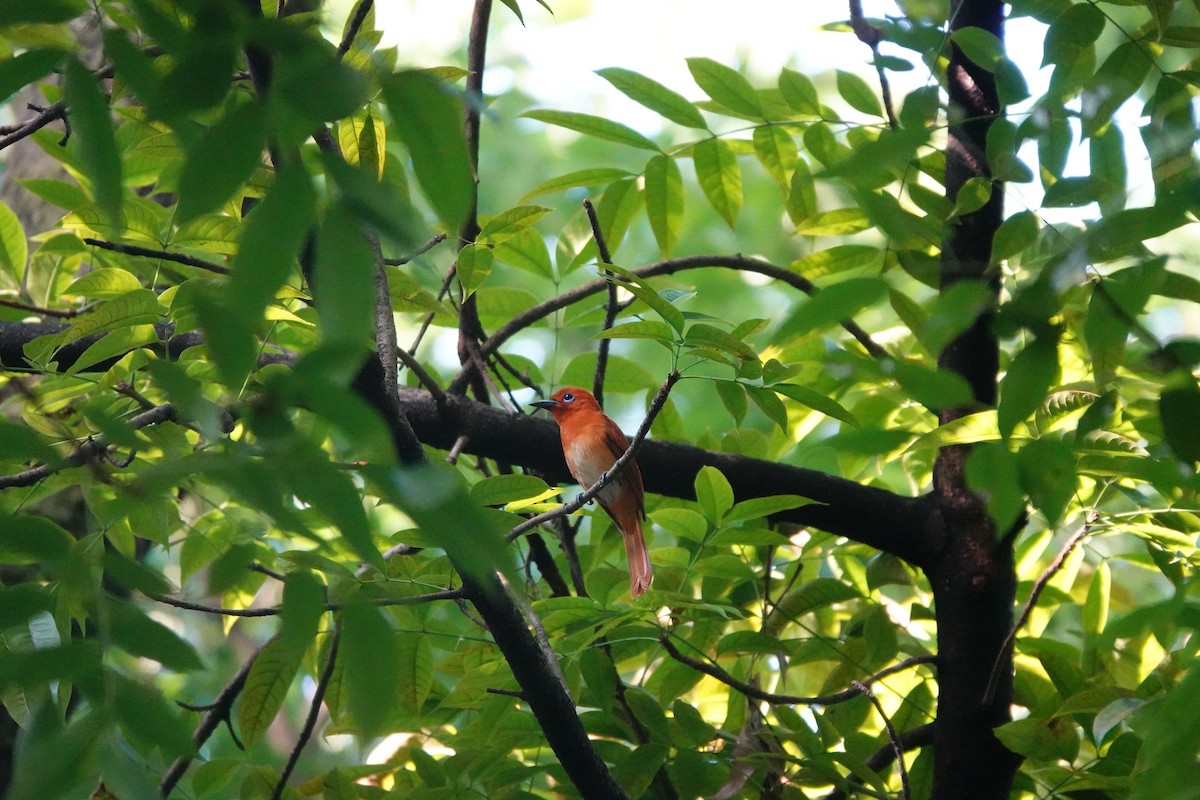 Rufous Paradise-Flycatcher - Caleb Ong