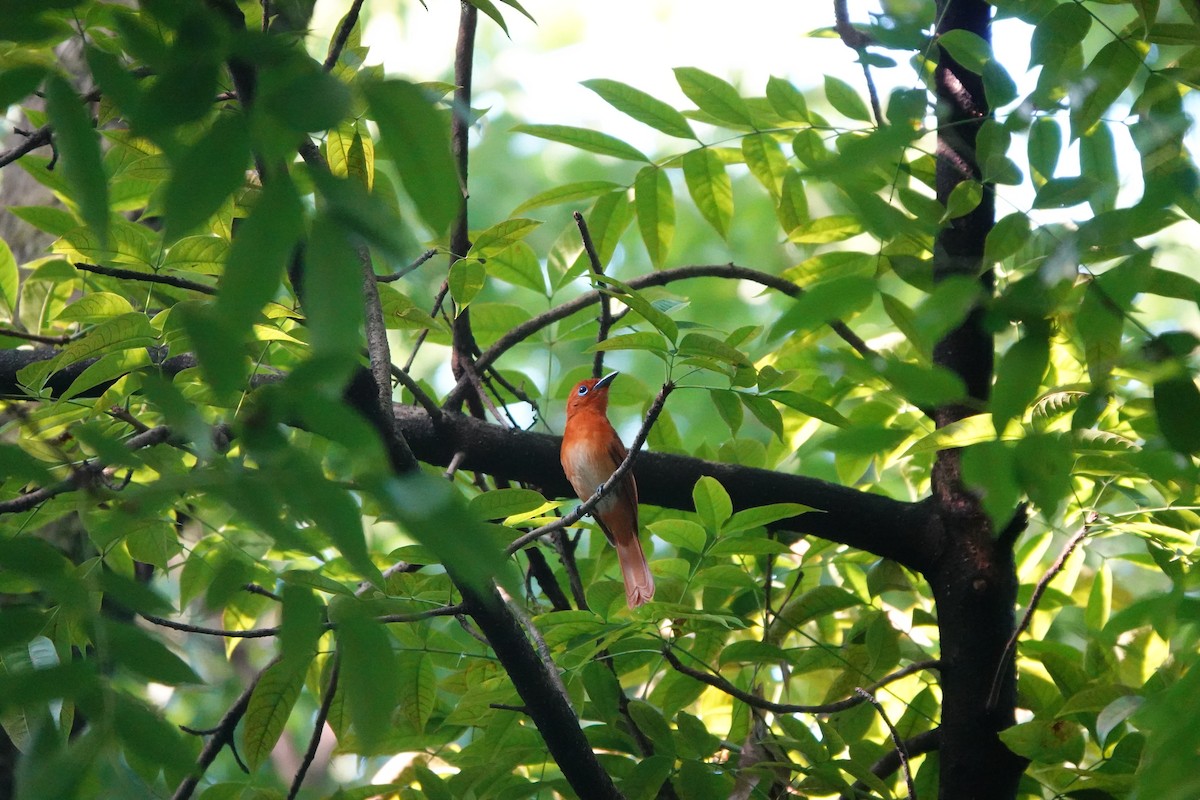 Rufous Paradise-Flycatcher - Caleb Ong