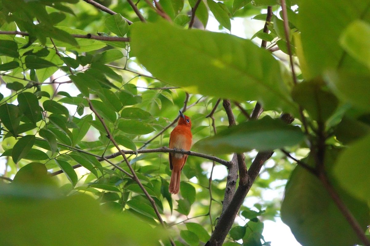 Rufous Paradise-Flycatcher - Caleb Ong