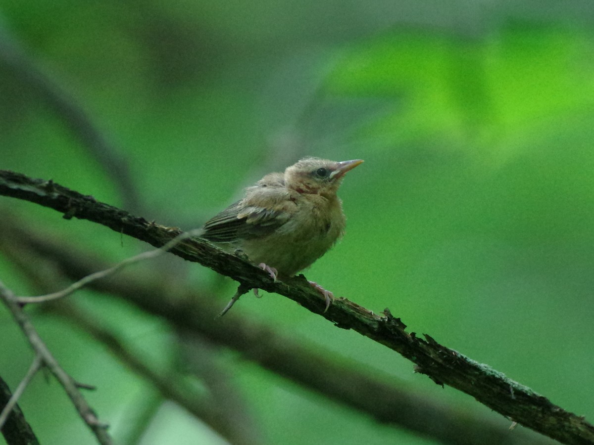 Worm-eating Warbler - ML620285849