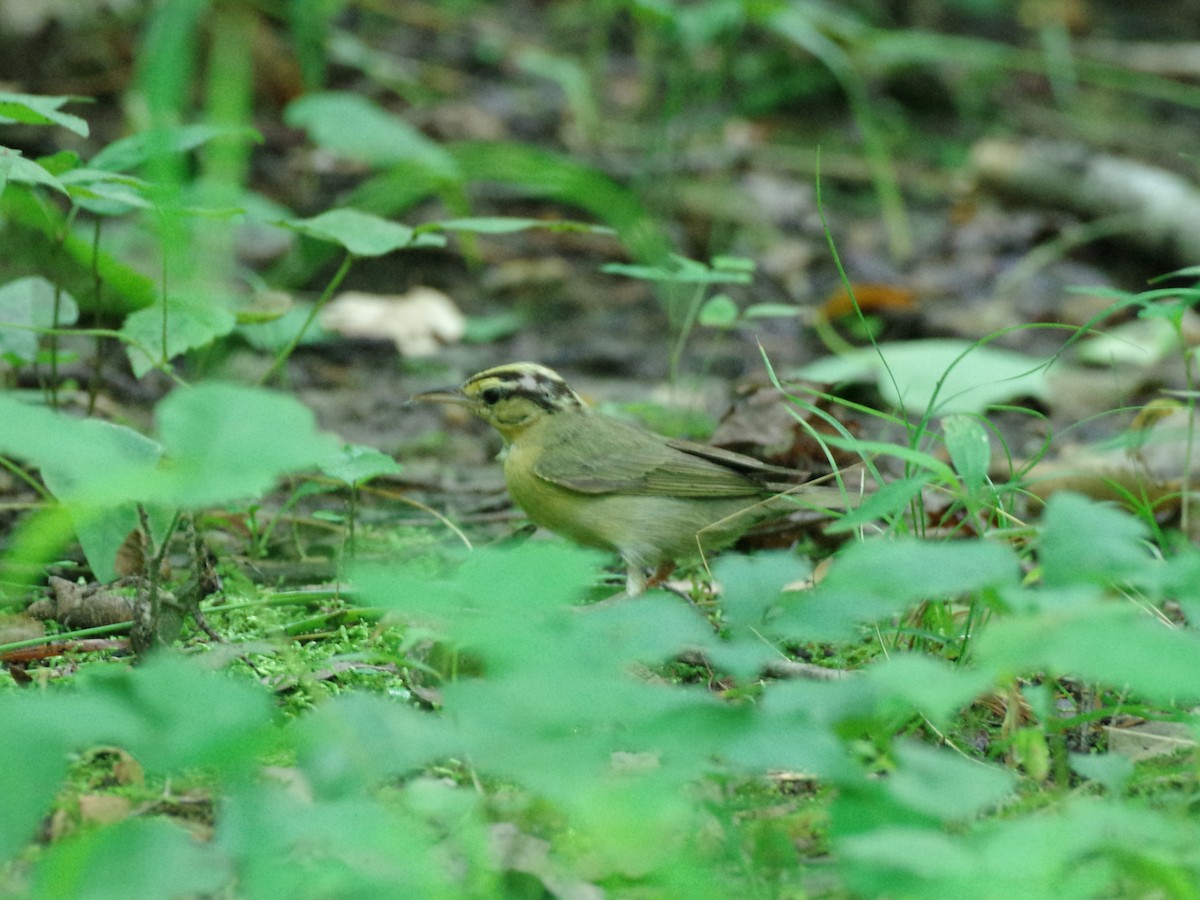 Worm-eating Warbler - ML620285850