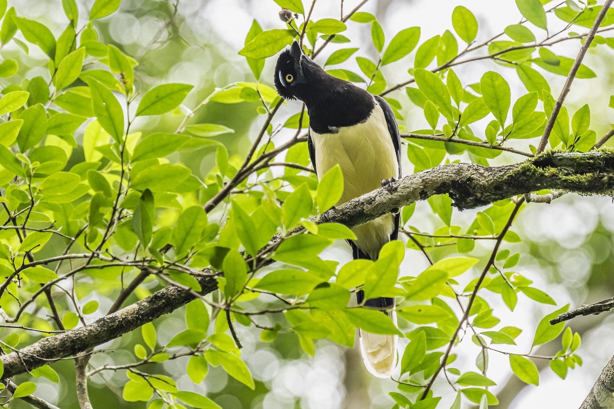 Plush-crested Jay - ML620285855