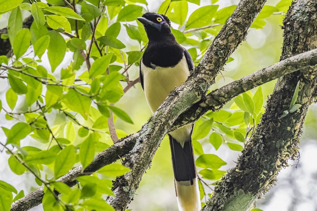 Plush-crested Jay - ML620285857