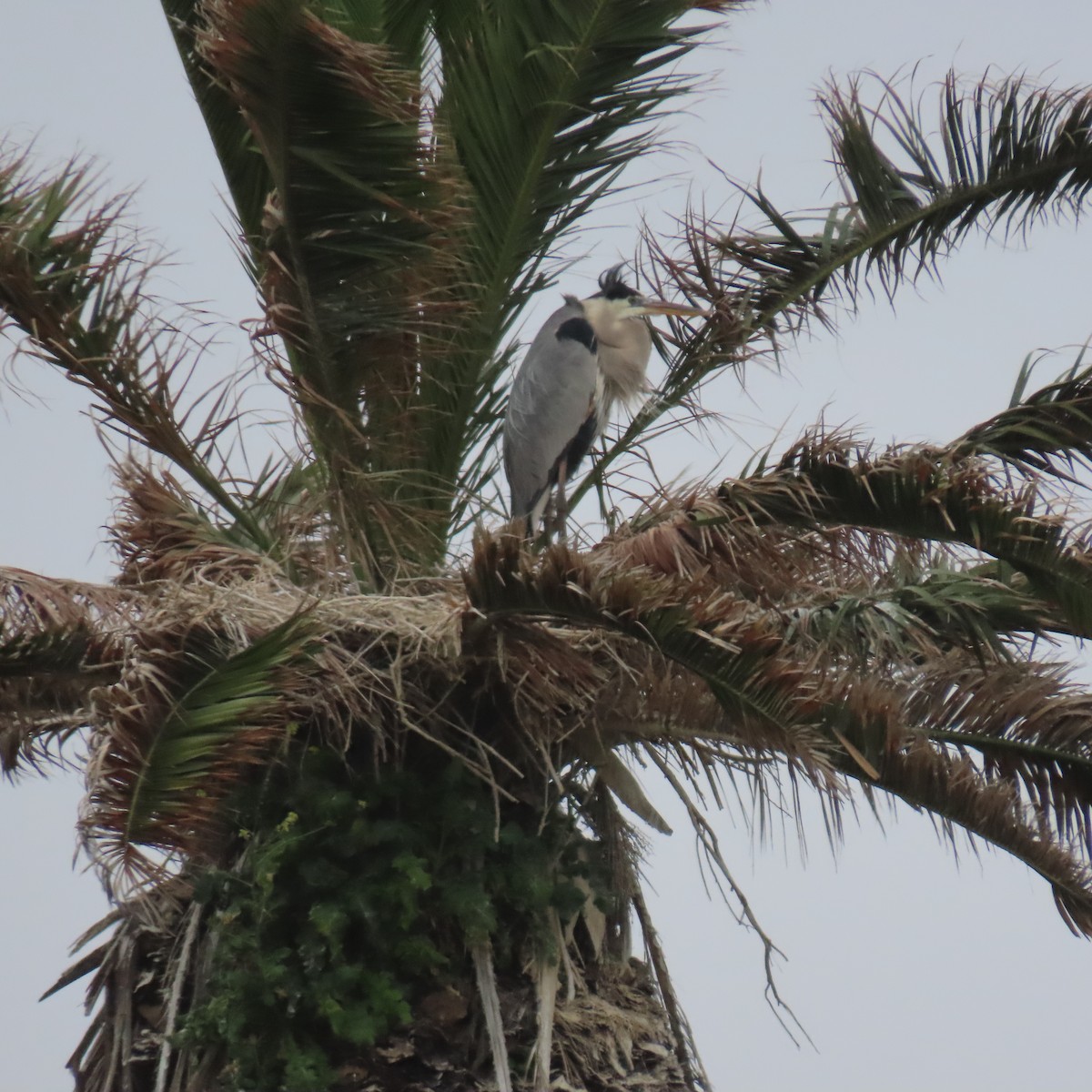 Great Blue Heron - ML620285862