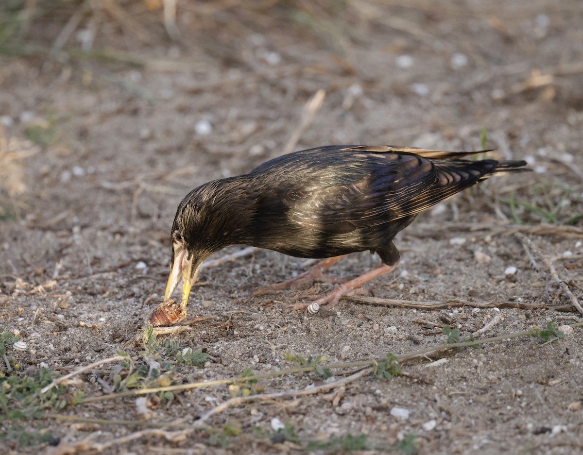 Spotless Starling - ML620285866