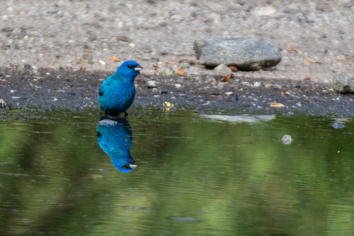 Indigo Bunting - ML620285867