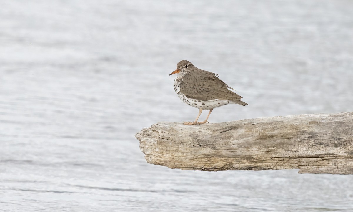 Spotted Sandpiper - ML620285873