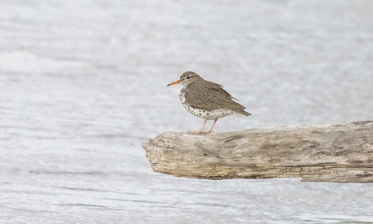 Spotted Sandpiper - ML620285874